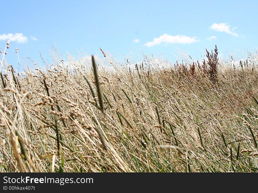 The brown field on background blue sky. The brown field on background blue sky.