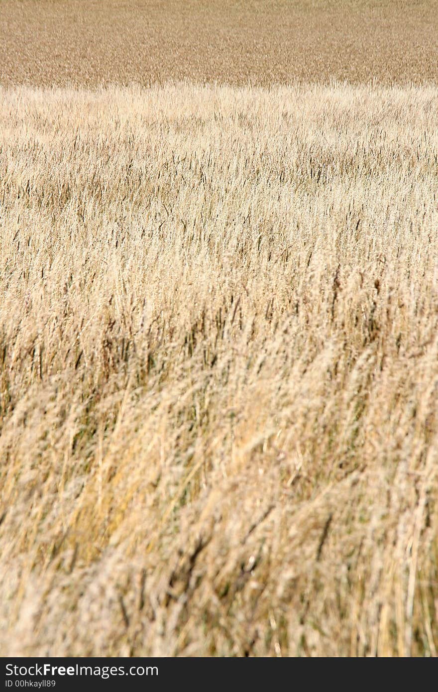 The brown field - summer time. The brown field - summer time.