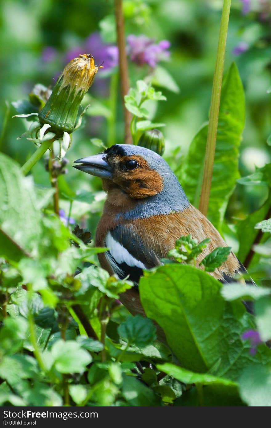 Bird In Grass