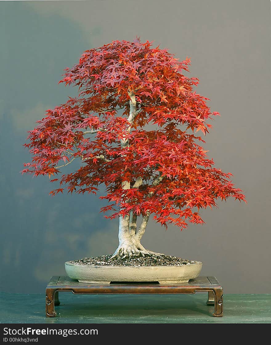 Japanese maple, Acer palmatum, 75 cm high, about 50 years old, styled by Walter Pall, pot by Derek Aspinall, picture 4/2006. Japanese maple, Acer palmatum, 75 cm high, about 50 years old, styled by Walter Pall, pot by Derek Aspinall, picture 4/2006