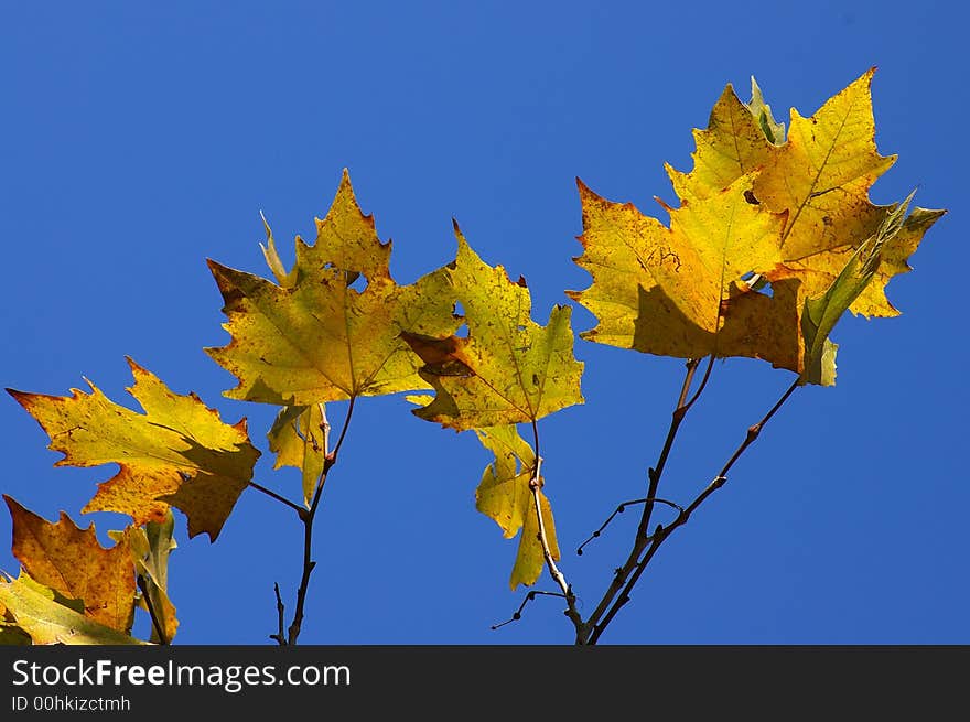 Plane-tree leafs