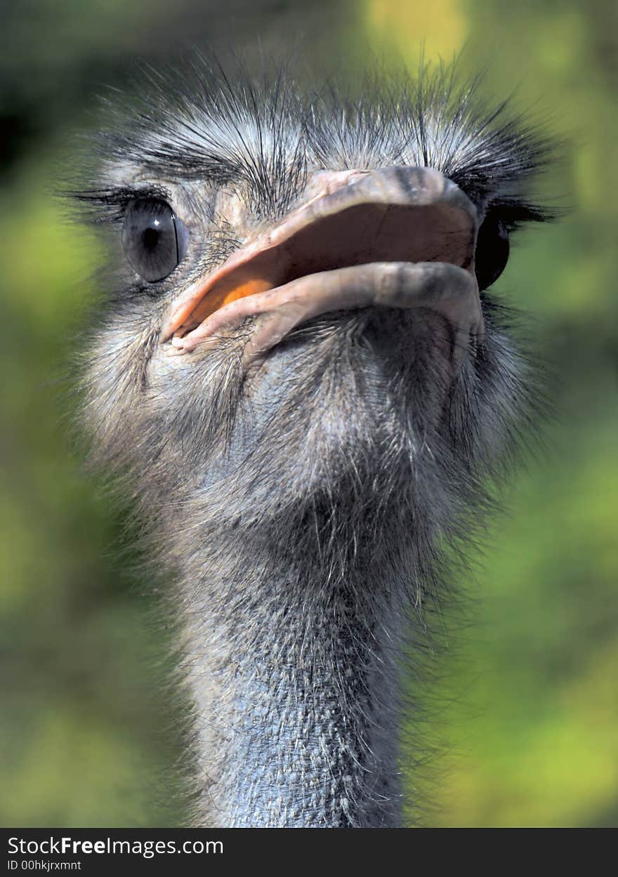 Portrait of the ostrich in zoo on green background