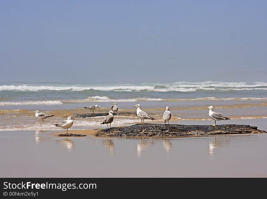 Seagulls at the ocean