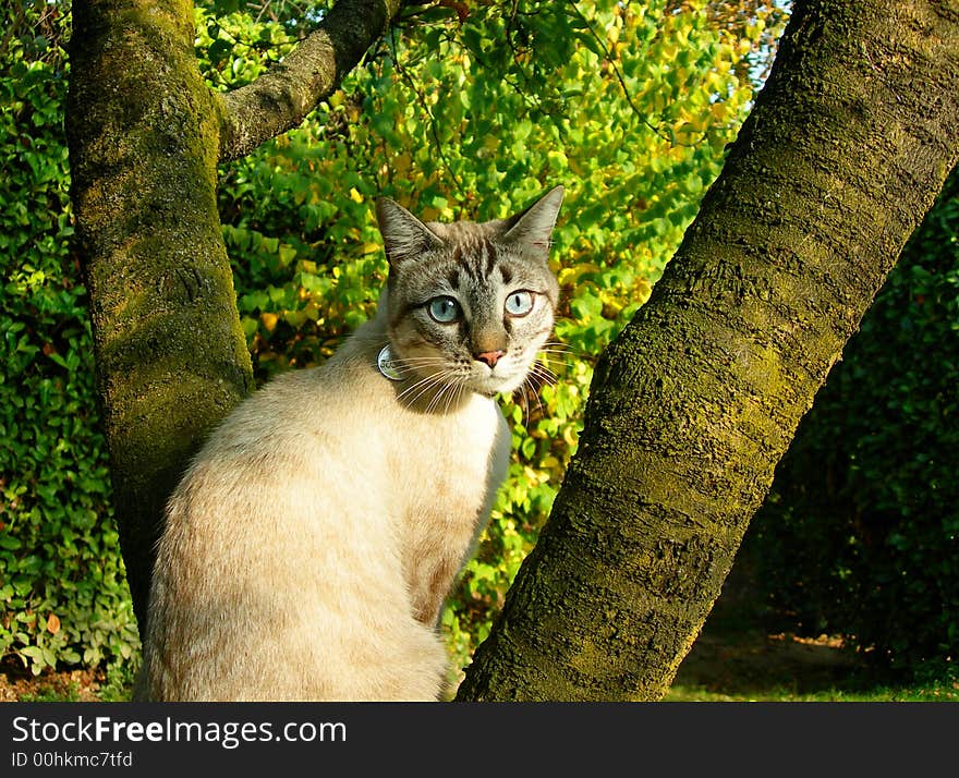 Cute cat balances between two tree trunks. Cute cat balances between two tree trunks