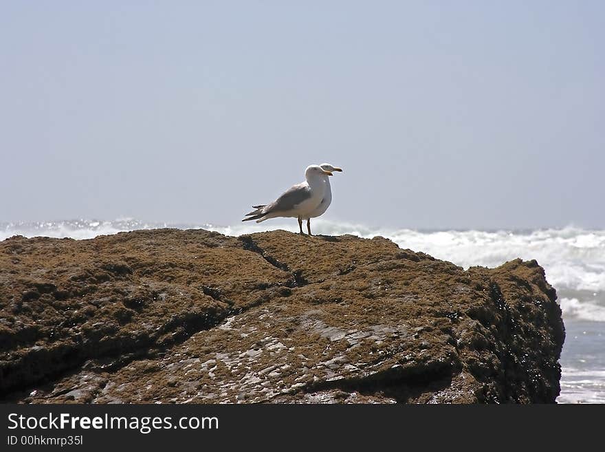 Seagulls On The Rocks