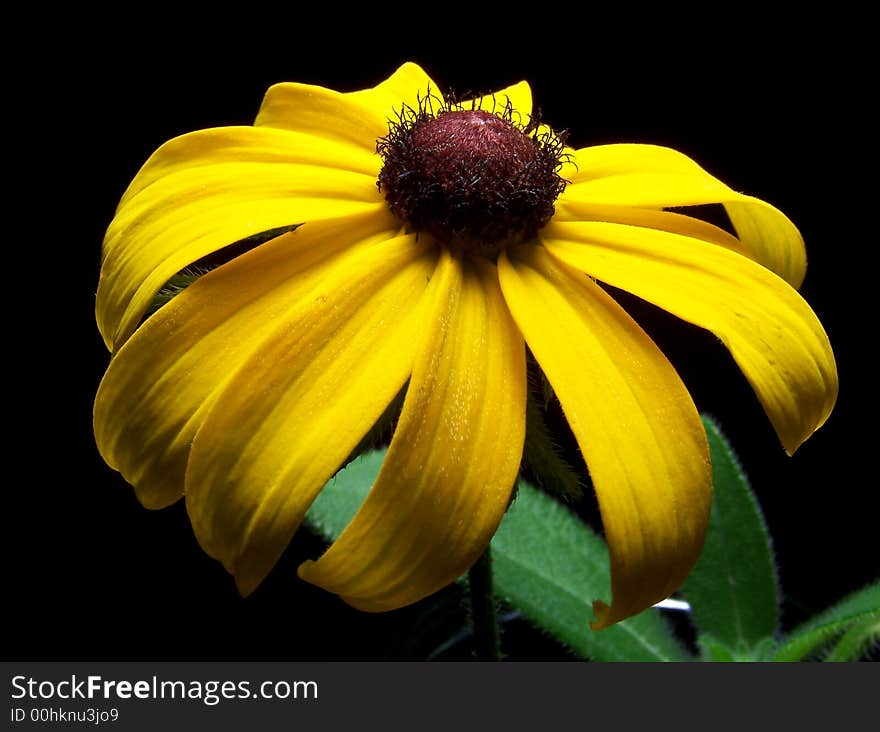 Closeup of one blackeyed susan