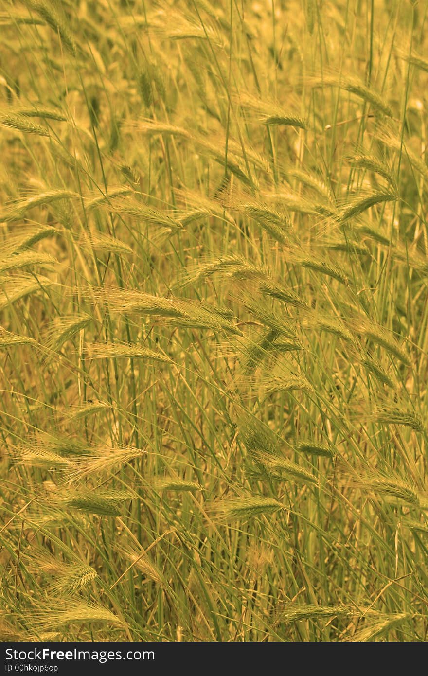 Many yellow cereals on field