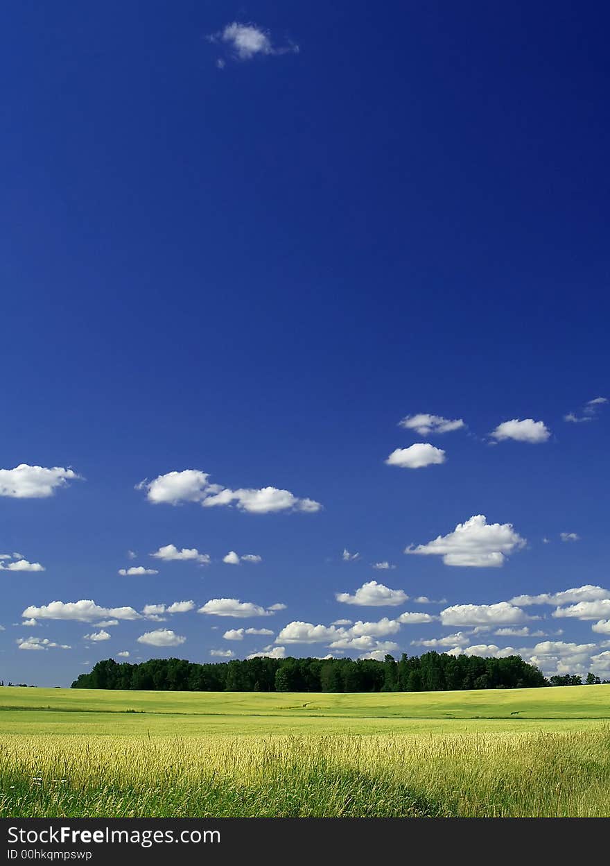 A stand of trees in a sunny field of grain below a blue sky with fluffy white clouds. A stand of trees in a sunny field of grain below a blue sky with fluffy white clouds.