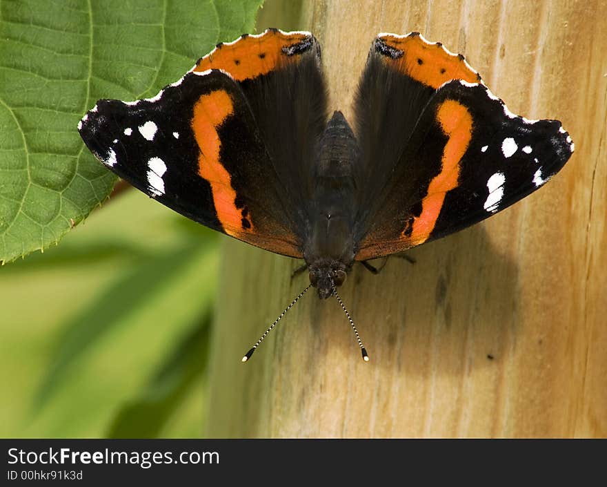 Colourful butterfly lighting on a garden post. Colourful butterfly lighting on a garden post.