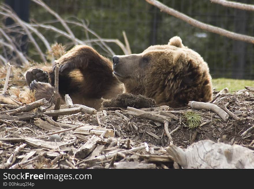 Grizzly bear snuggled up in a hole in the ground. Grizzly bear snuggled up in a hole in the ground.