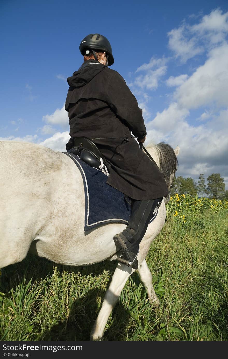 Image was taken at a horse photography shooting at sunflower field in germany. The arabian pinto pleasure mixed horse enjoyed the early morning sun. Image was taken at a horse photography shooting at sunflower field in germany. The arabian pinto pleasure mixed horse enjoyed the early morning sun.