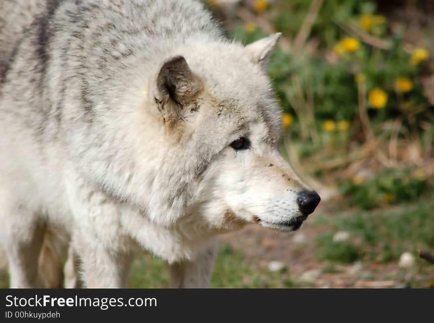 A Closeup of a gray wolf taken at Yellowstone National Park. A Closeup of a gray wolf taken at Yellowstone National Park