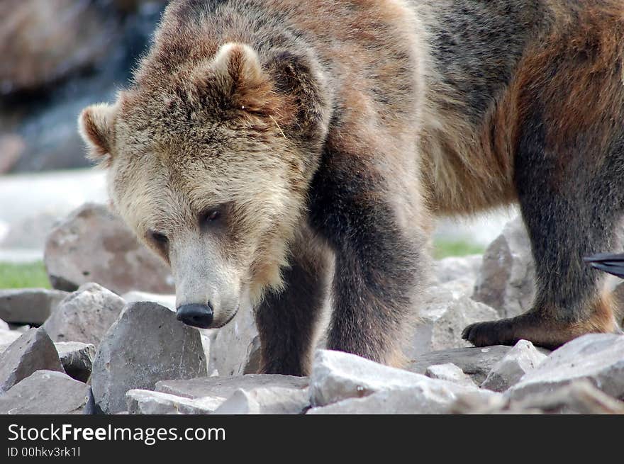 Grizzly bear climbing over a pile of large rocks. Grizzly bear climbing over a pile of large rocks.