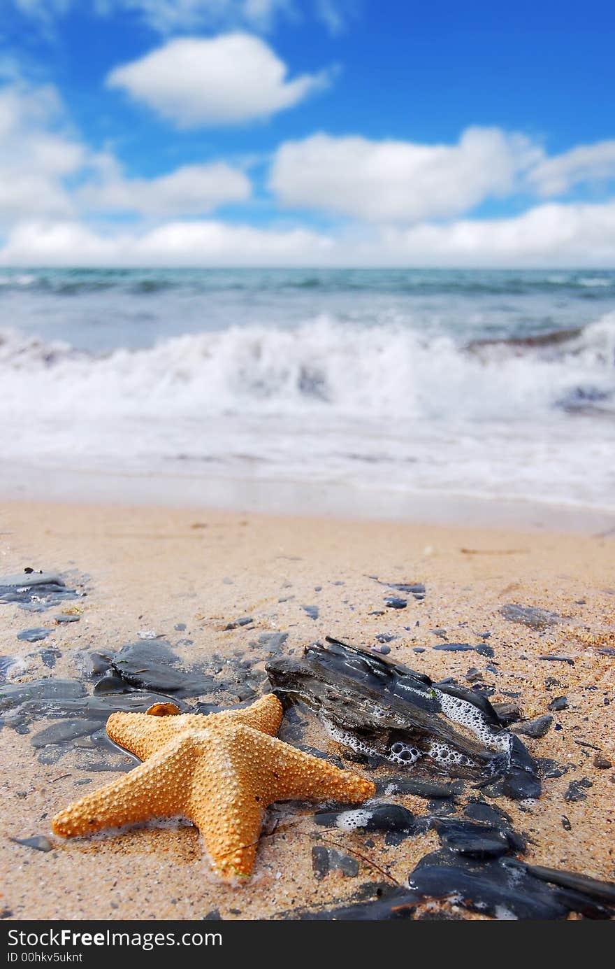 Starfish On Rocks