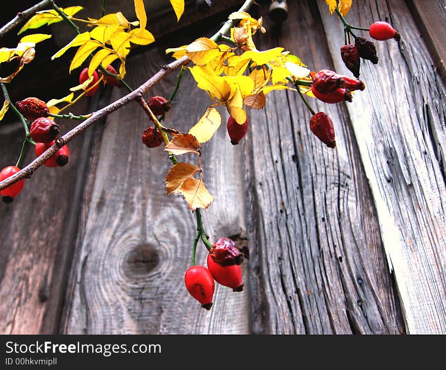 Red fruiys on the old board. Red fruiys on the old board