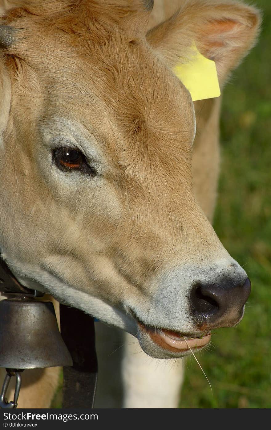 A close-up portrait of a Jersey heifer. Small amount of space for text on the yellow ear tag. A close-up portrait of a Jersey heifer. Small amount of space for text on the yellow ear tag.