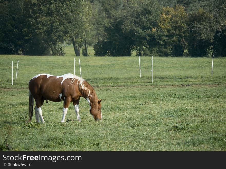 Painthorse on the pasture