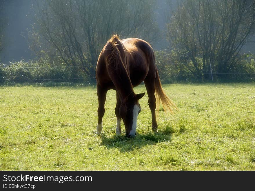 Relaxed chestnut horse grazing on the meadow. Relaxed chestnut horse grazing on the meadow.