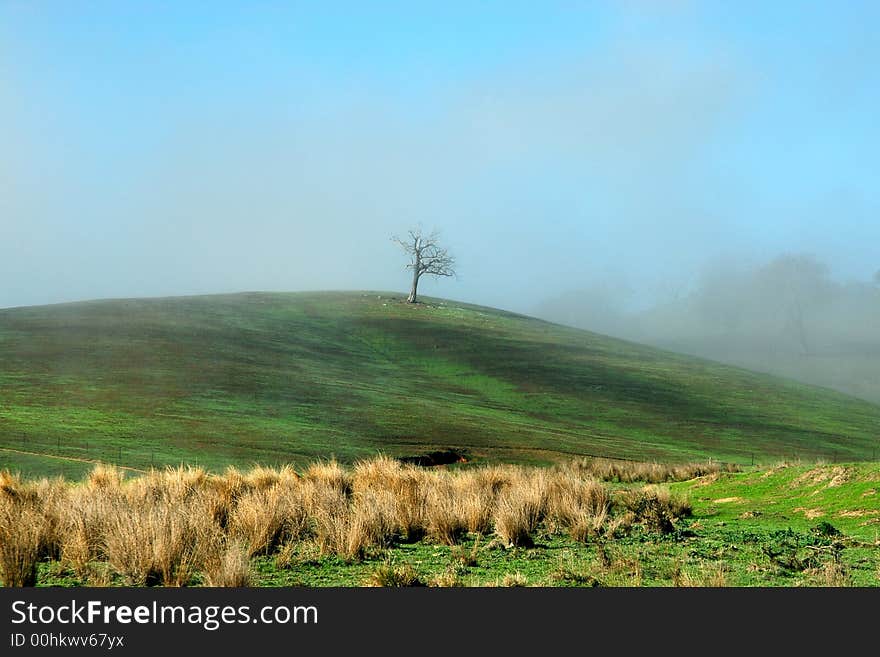 A lone tree in morning mist on a hilside in South Australia. A lone tree in morning mist on a hilside in South Australia