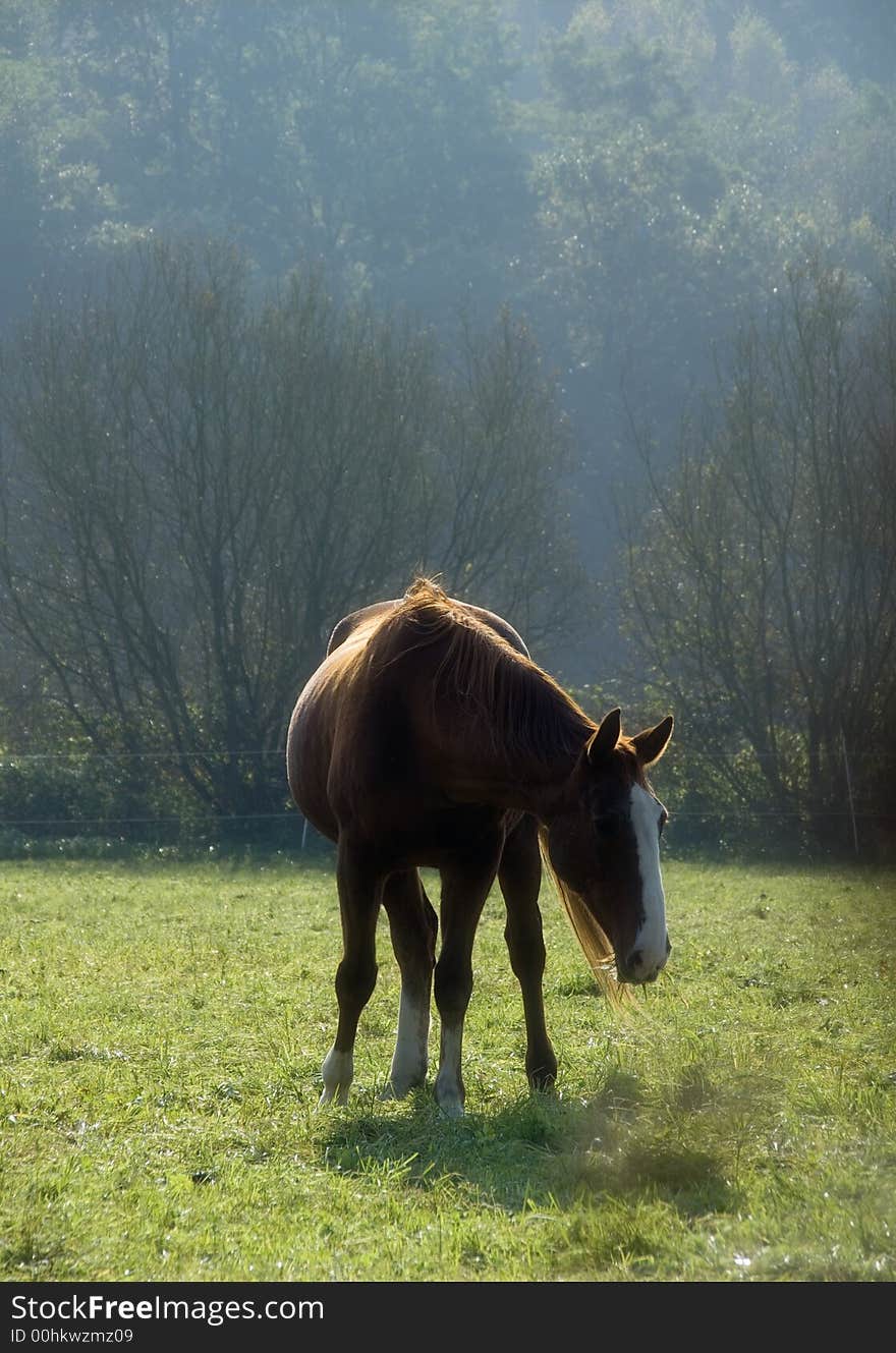 Grazimg chestnut horse in back light