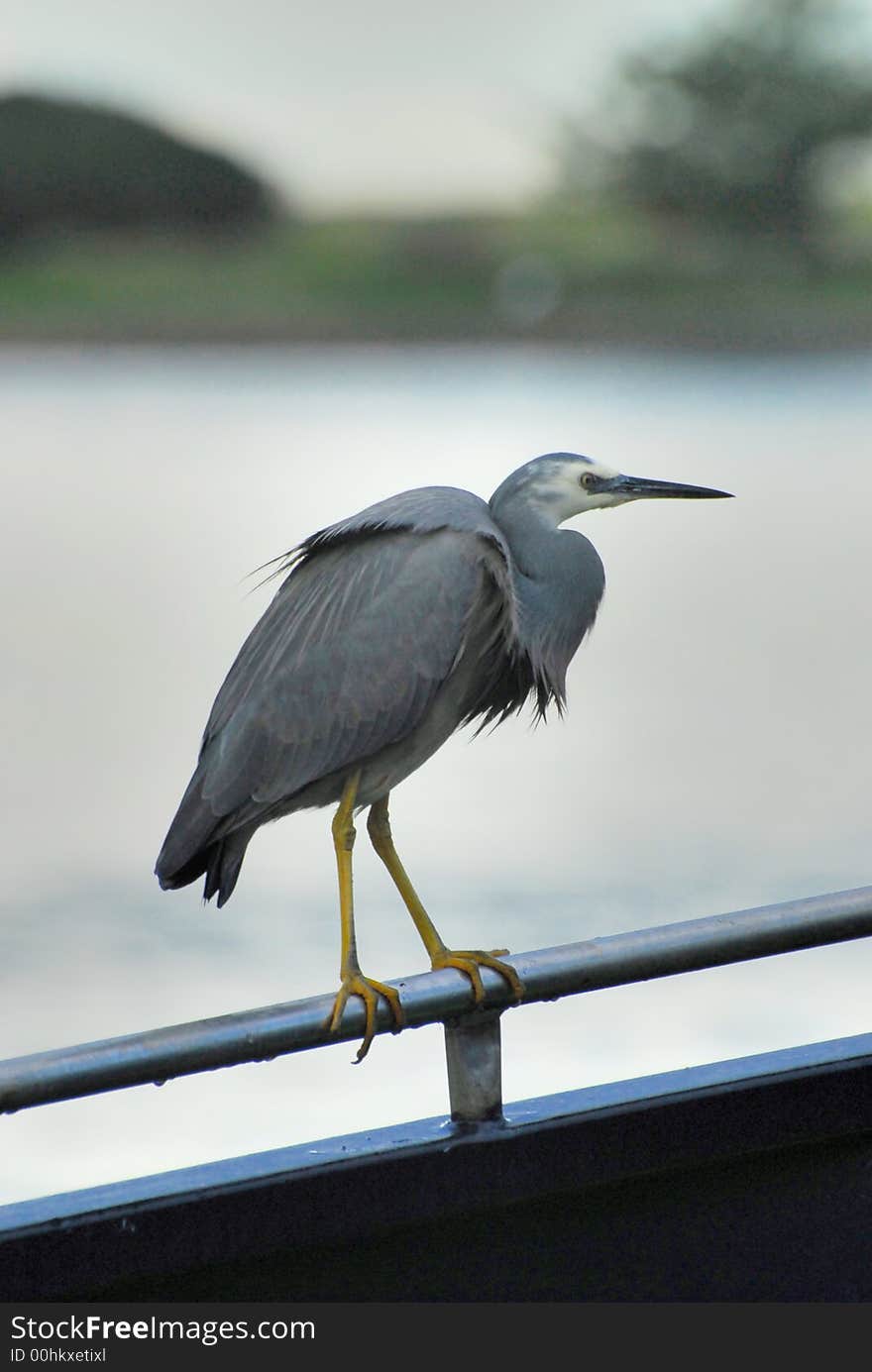 An egret on a fence in a harbour in South Australia. An egret on a fence in a harbour in South Australia