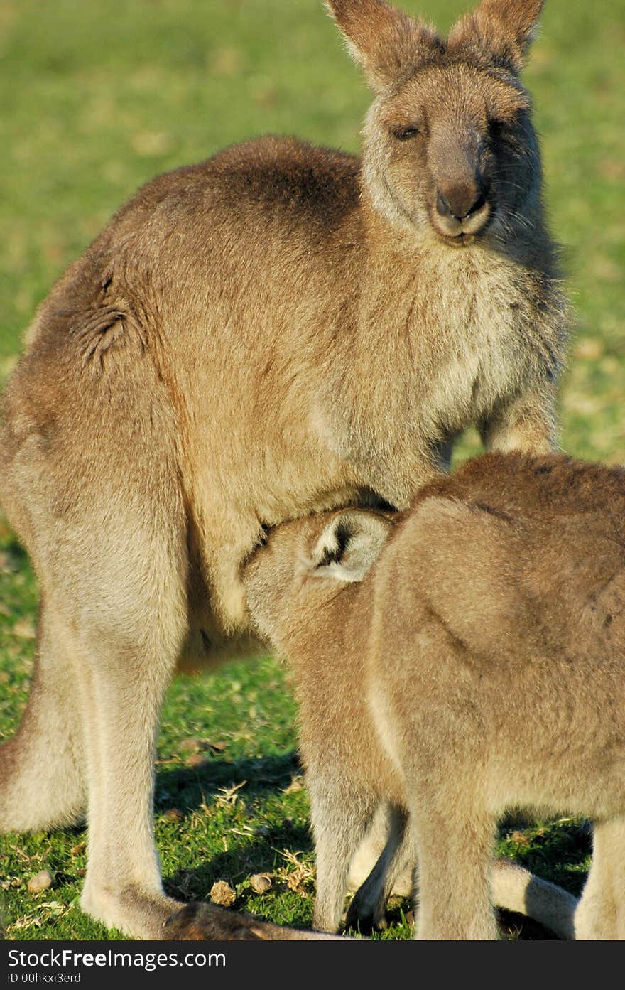 Kangaroo momma and joey feeding in South Australia