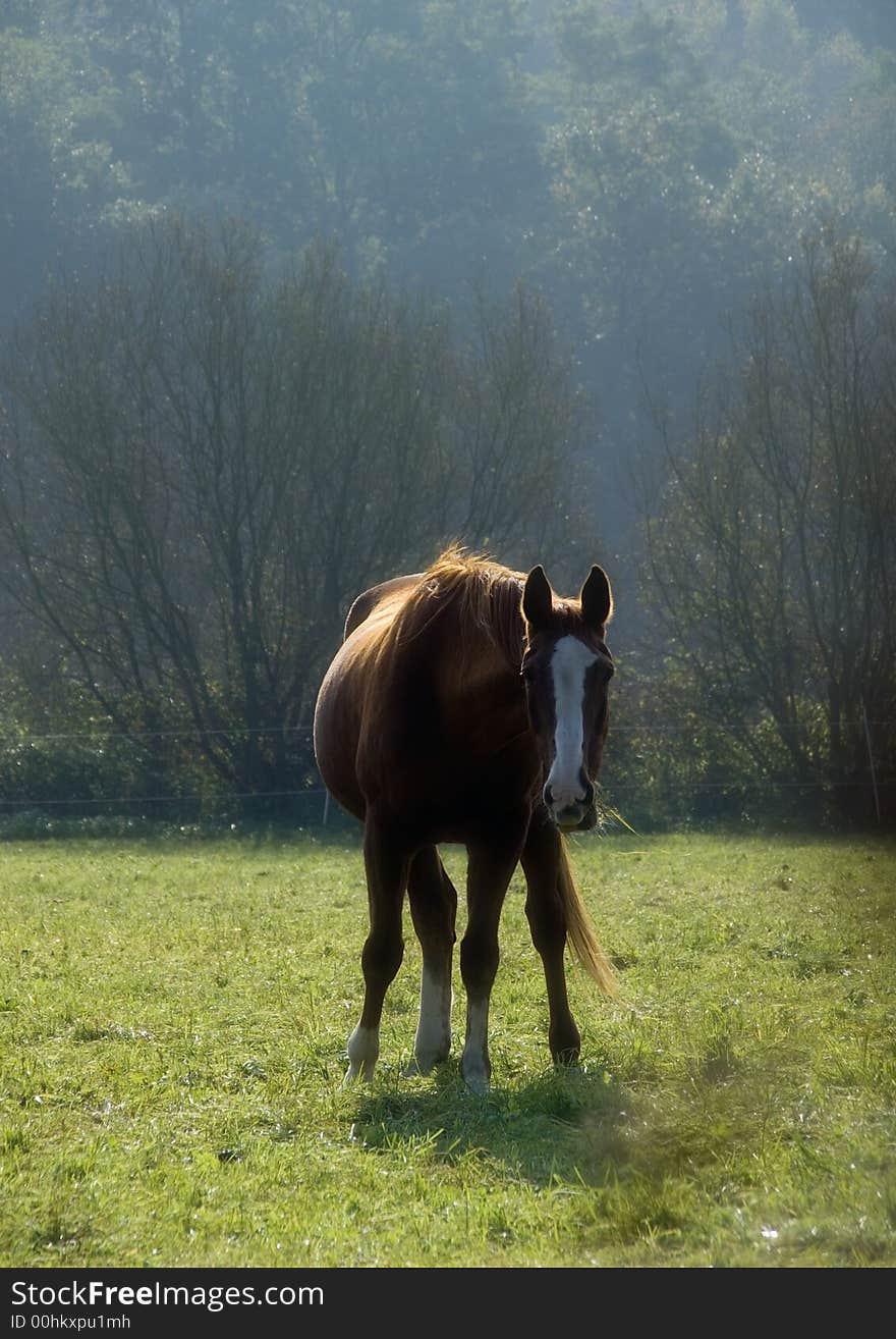 Relaxed chestnut horse grazing on the meadow. Relaxed chestnut horse grazing on the meadow.