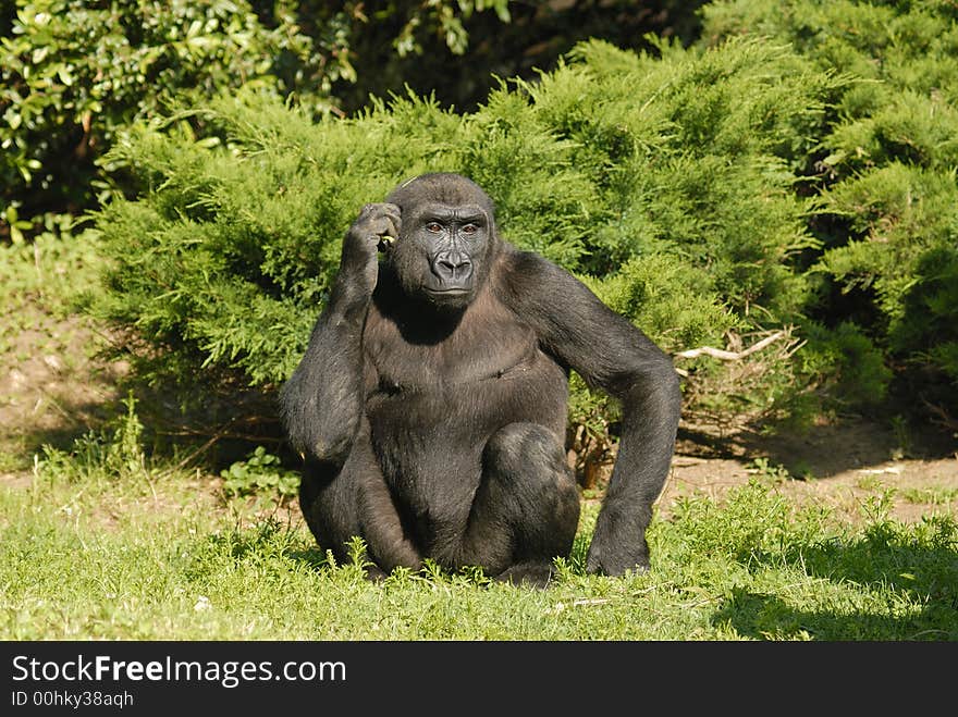 A gorilla at the zoo enjoying the day.