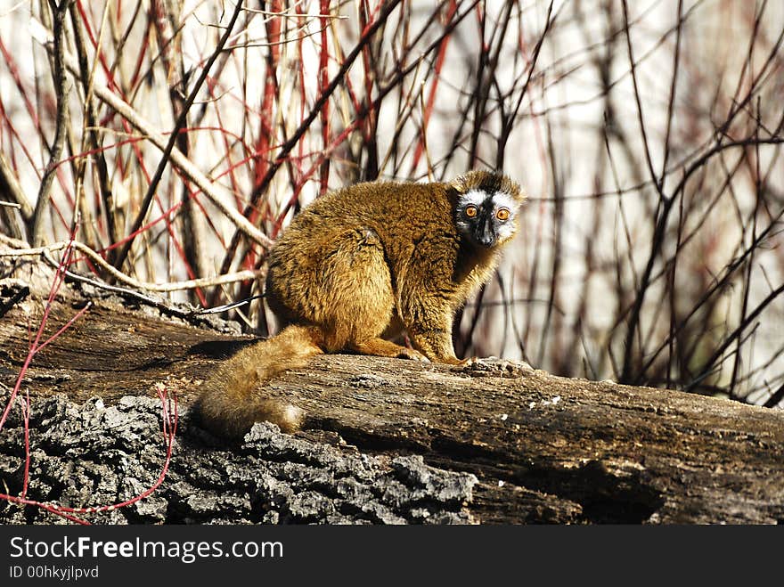 A lemur sitting on a log at the zoo.