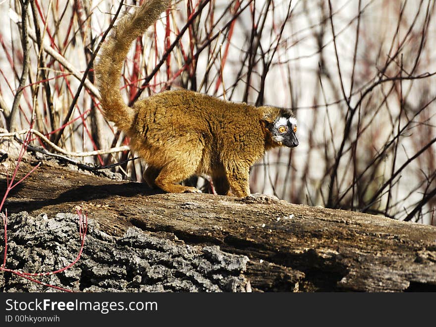 A lemur sitting on a log at the zoo.