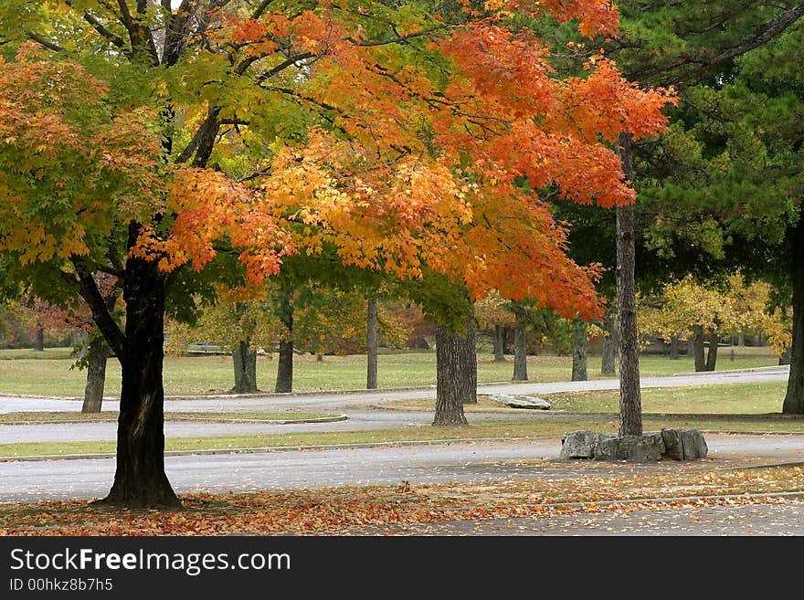 Colorful leaves on the branches of a tree that is located in a park. Colorful leaves on the branches of a tree that is located in a park.