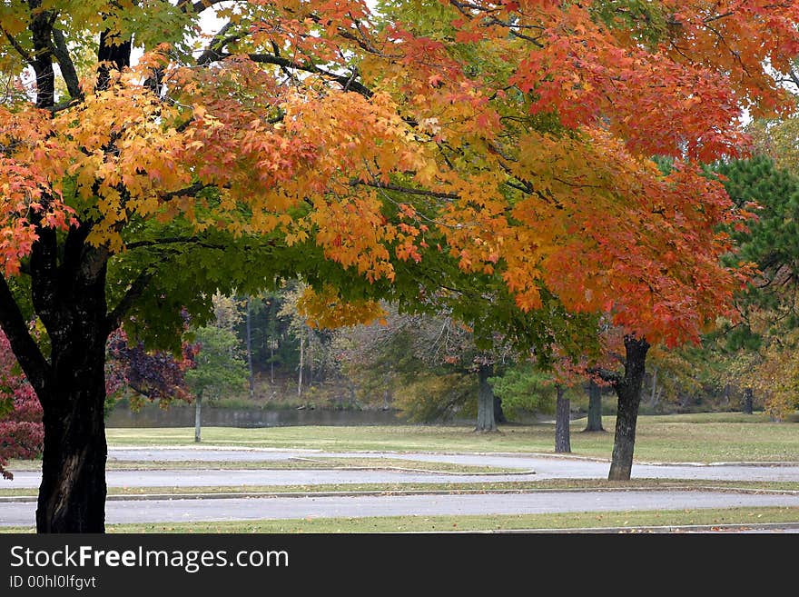 Brightly colored leaves on the branches of a tree which is located in a park with water in the distance. Brightly colored leaves on the branches of a tree which is located in a park with water in the distance.