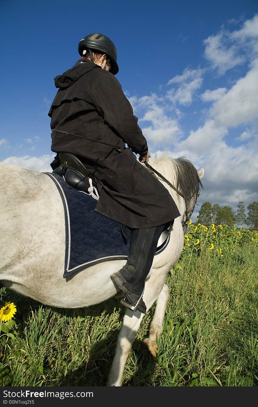 Image was taken at a horse photography shooting at sunflower field in germany. The arabian pinto pleasure mixed horse enjoyed the early morning sun. Image was taken at a horse photography shooting at sunflower field in germany. The arabian pinto pleasure mixed horse enjoyed the early morning sun.