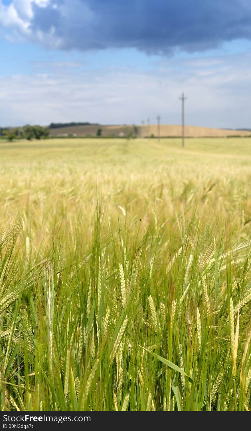 Barley field