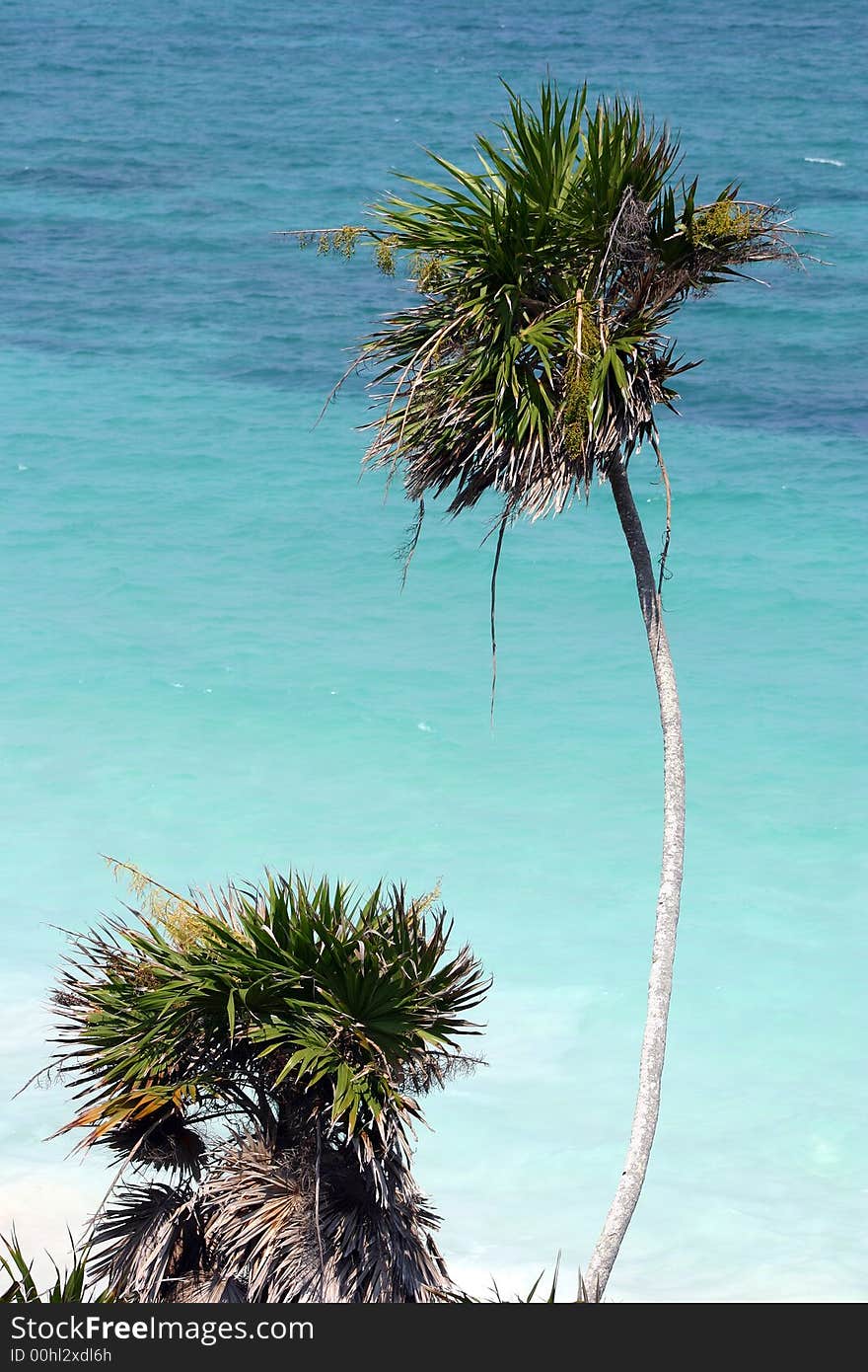 Palm and Sea near Tulum, MX. Palm and Sea near Tulum, MX