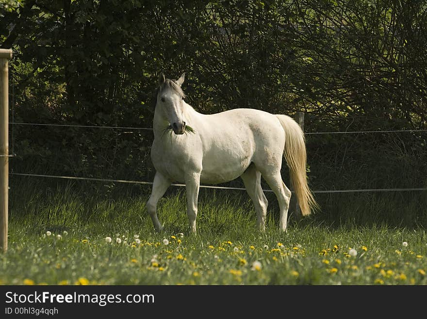 White horse in the pasture