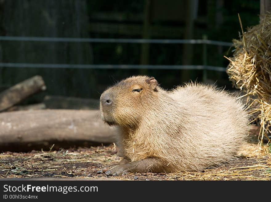 Resting Capybara