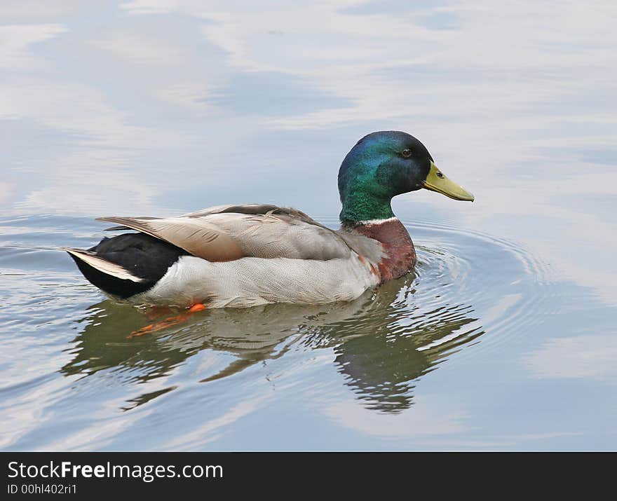 Male Mallard