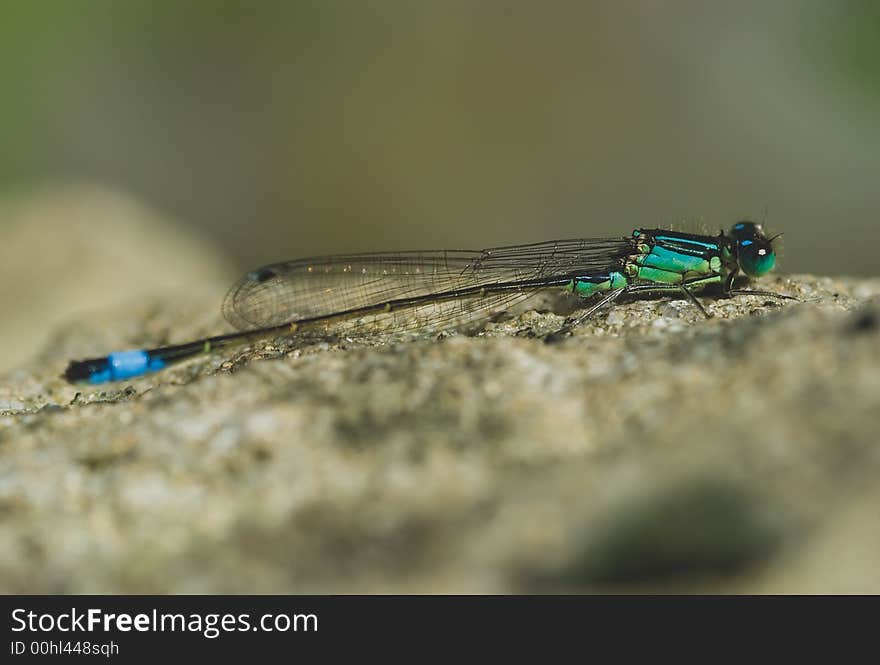 Blue Damselfly in the sun leaf close-up