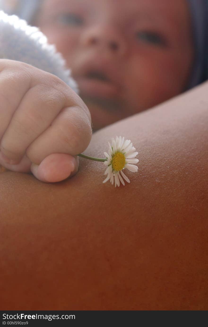 Camomile in an infantile hand. Camomile in an infantile hand