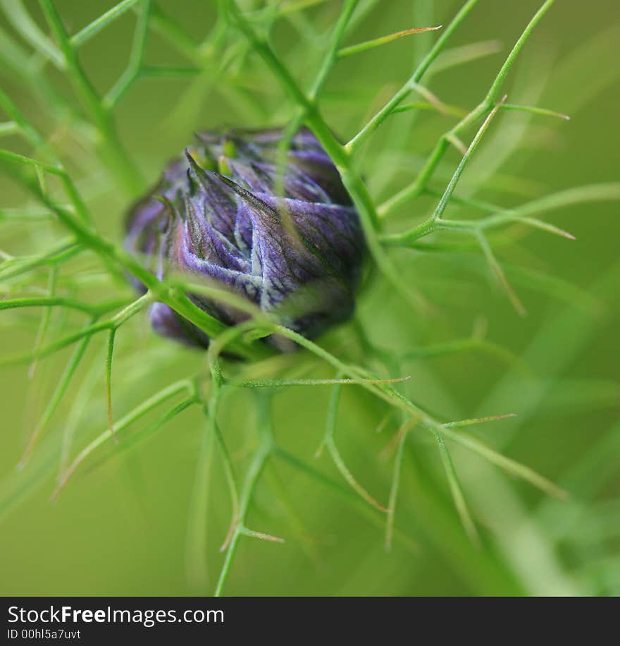 A bud seemingly trapped amongst its own green fronds in a spiky looking trap!