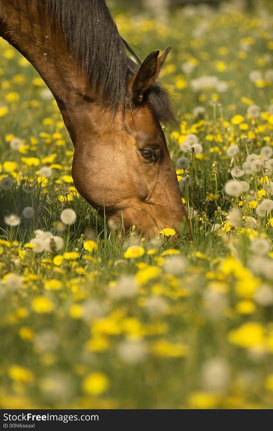 LIke in a dream the horse is surrounded by a huge amount of dandelions grazing with joy. LIke in a dream the horse is surrounded by a huge amount of dandelions grazing with joy.