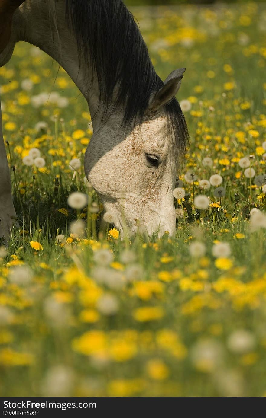 Grazing White Horse