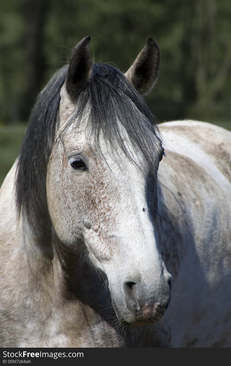 White horse portrait