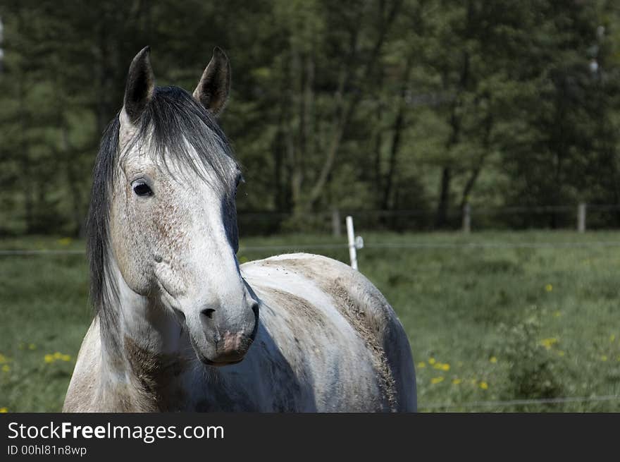 This is a porttrait of a pinto pleasure gelding. Nice to see is the tobiano color on his coat. This is a porttrait of a pinto pleasure gelding. Nice to see is the tobiano color on his coat.