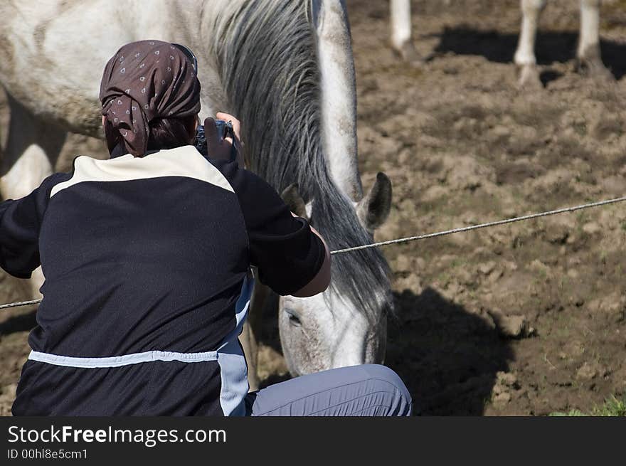 Another photograph takes picture of a whitehorse. Another photograph takes picture of a whitehorse.