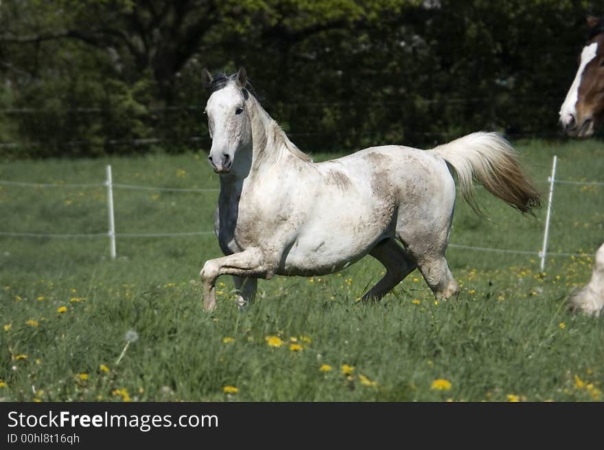 A white pinto pleasure horse with an elegant turn on the meadow. A white pinto pleasure horse with an elegant turn on the meadow.