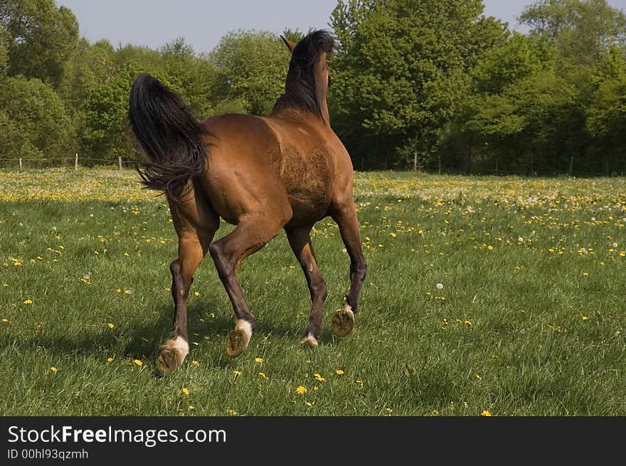 A nice brown horse is running away from the photographer. A nice brown horse is running away from the photographer.