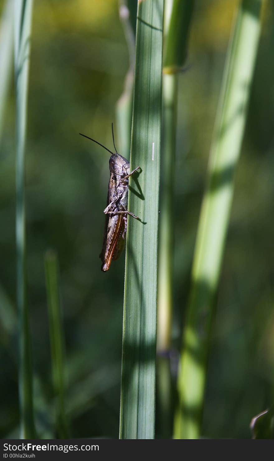 A little grasshopper in green grass