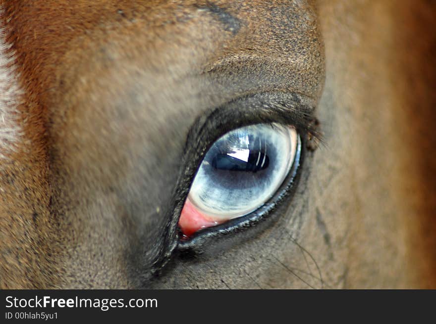 Horse Eye